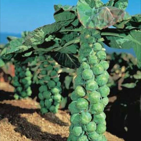 Brussel Sprout Seeds - Jade Cross Variety - Heirloom, Non-GMO, Brassica oleracea, Compact, Full Sun, 50 Seeds Seed Packet