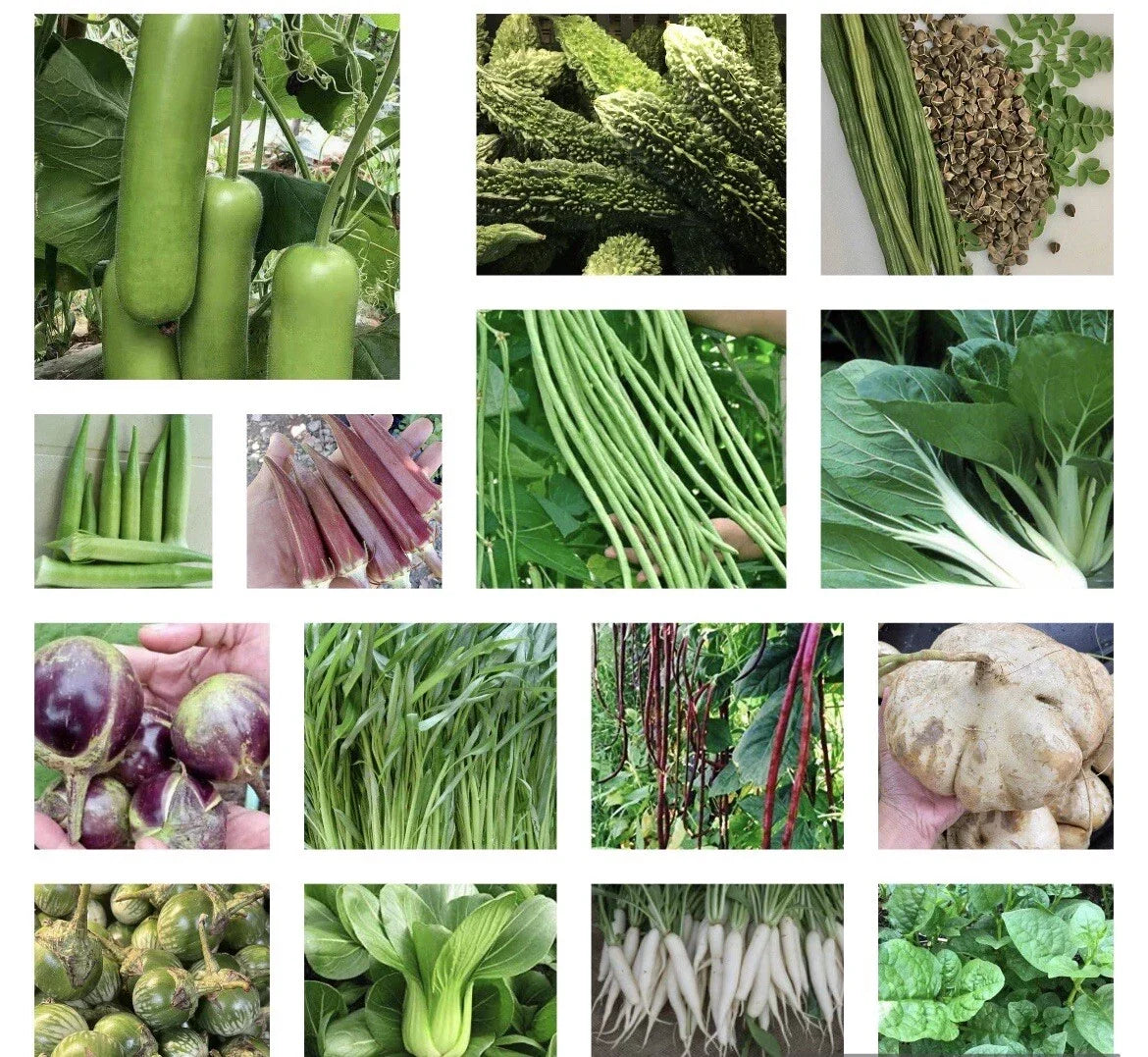 Asian Vegetable Seeds Pack - 20+ Heirloom Non-GMO Varieties for Home Gardening, Community & Urban Farming
