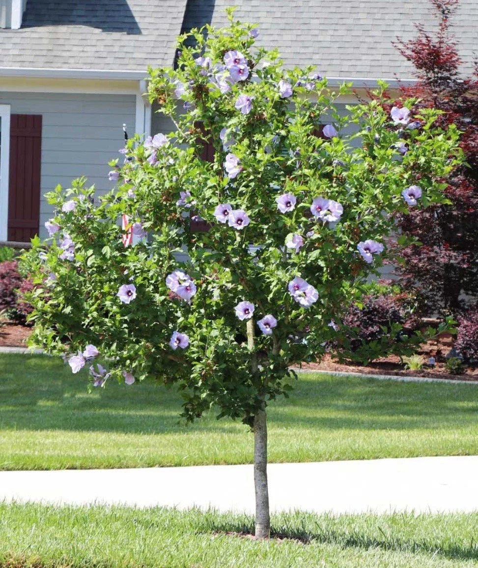 Rose of Sharon Hibiscus Starter Plants 5-Pack Bare Root Fast-Growing Summer Blooms Hibiscus syriacus