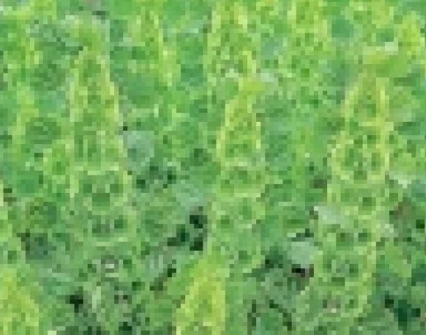 Belles of Ireland Seeds - 75 Fresh Molucella laevis White Green Blooms - Easy to Grow Garden Seeds for Borders & Cut Flowers