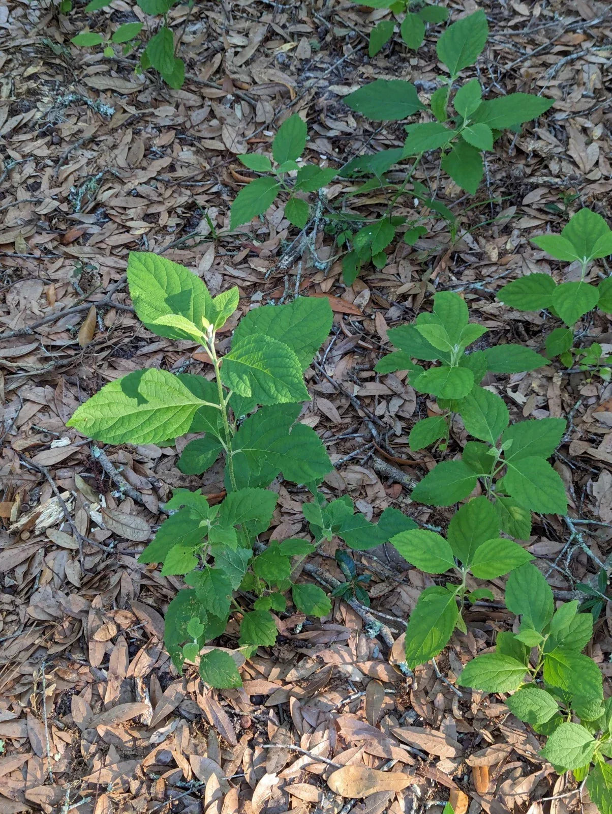 Beauty Berry Bush Live Plant Cuttings – 4 Unrooted Callicarpa americana Propagation Shrubs for Garden