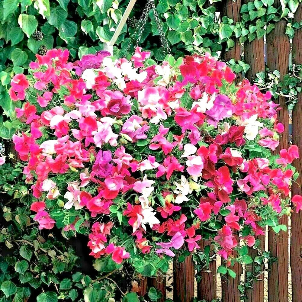 Sweet Pea Seeds Mix - 50+ Knee High Trailing Flowering Lathyrus odoratus for Baskets & Window Boxes