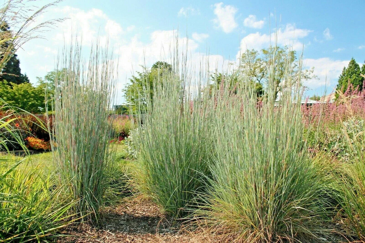 Big Bluestem Seeds - Native Tall Grass Prairie, Ornamental Drought & Heat Tolerant, Andropogon gerardii, Perennial Grass Seeds