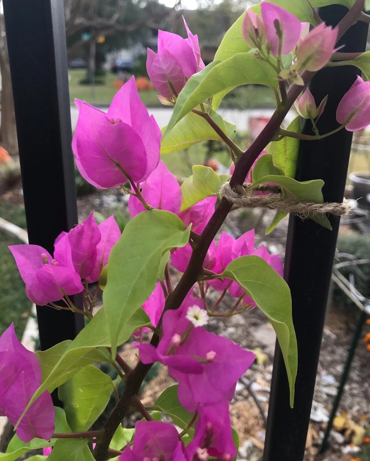 Bougainvillea Plant - Bare Root Live Vining Bougainvillea spectabilis for Garden, Container, or Trellis | Free Shipping