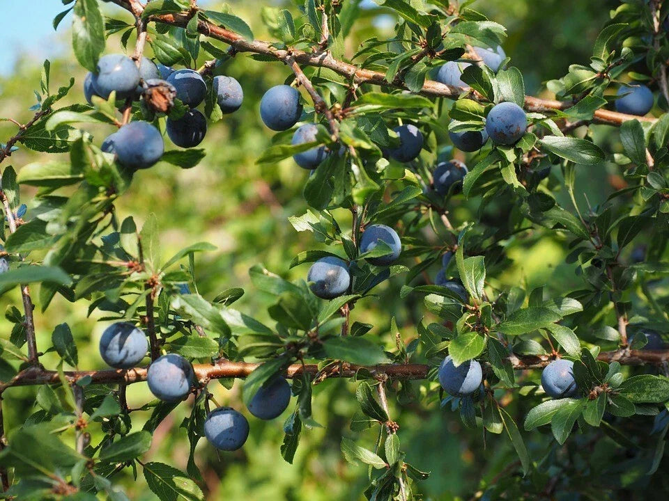 Aurora Blueberry Plant - 1 Quart Bare Root - Highbush Vaccinium corymbosum - Sweet Edible Fruit for Home Gardens