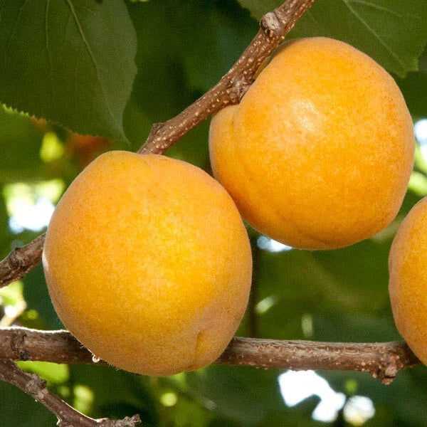 Aprium Scions - Flavor Delight Hybrid Apricot x Plum Prunus hybrid for Grafting and Home Orchards