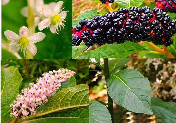 American Pokeweed Seeds – Phytolacca americana, Native Wildflower, Ornamental, Wildlife Attractant, 30+ Seeds