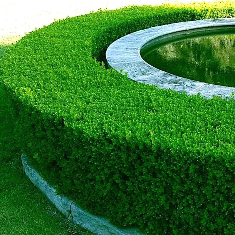 Boxwood Tree Seeds - Hardy Buxus sempervirens for Landscaping, Evergreen Shrub Seeds for Hedges & Topiaries