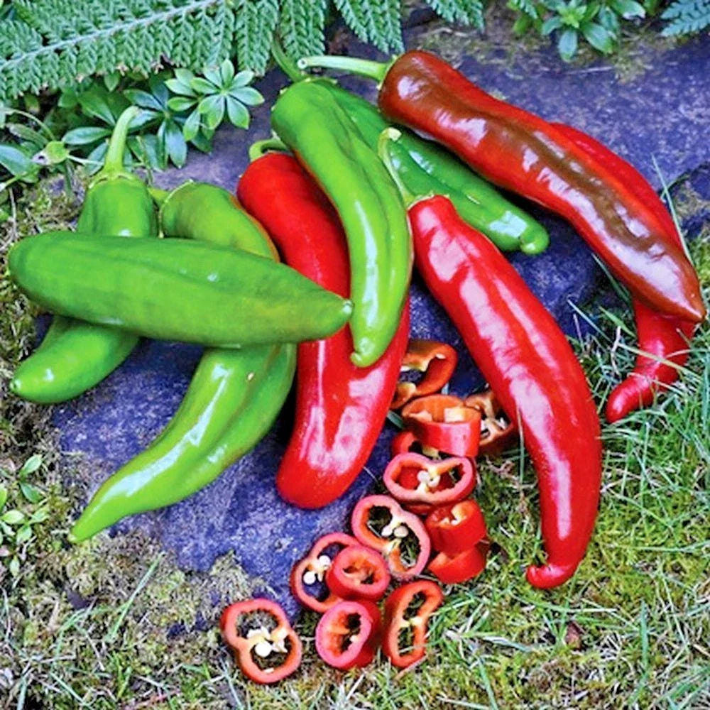 Anaheim Chili Pepper Seeds - Organic Heirloom Variety for Vegetable Garden, Container Growing, Capsicum annuum