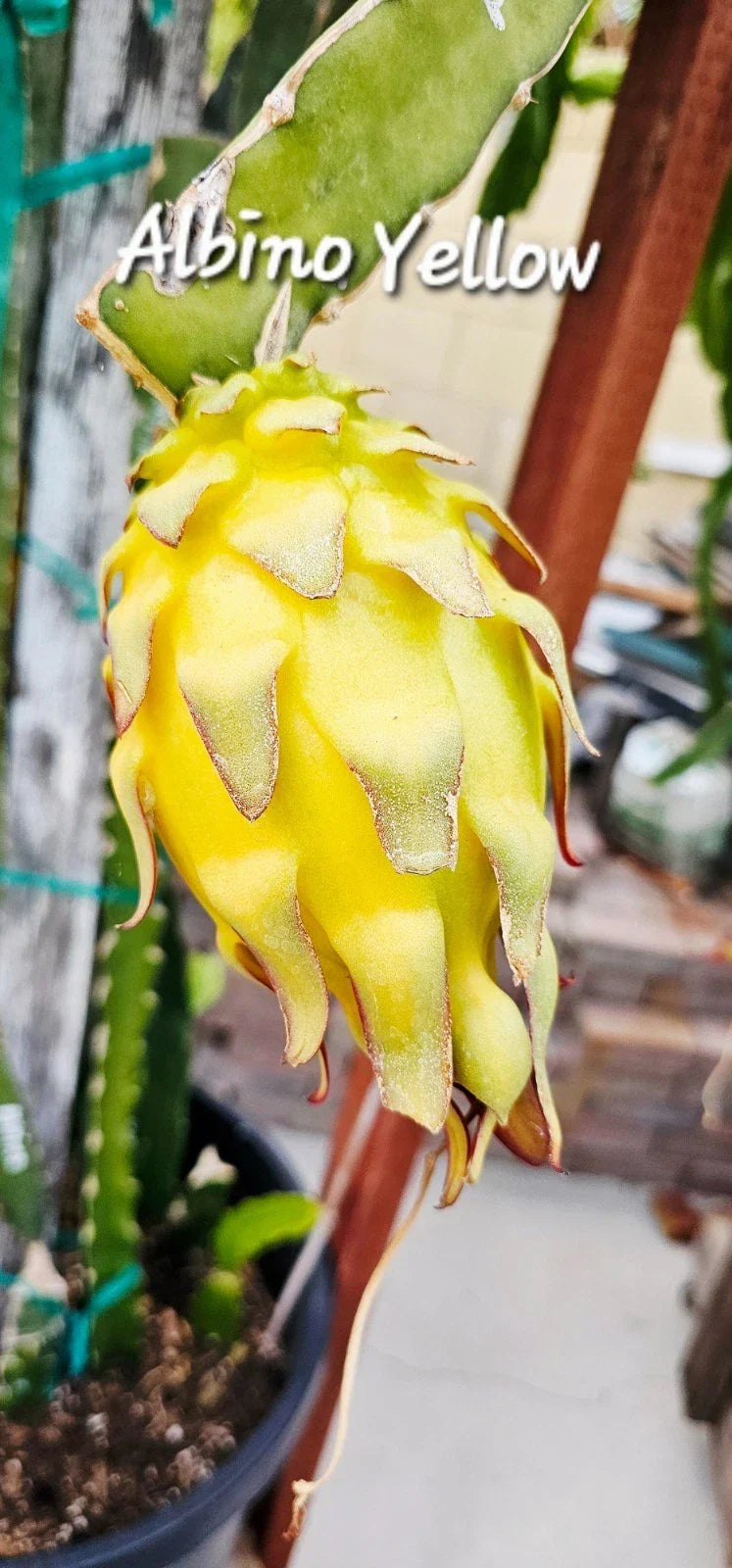 Albino Yellow Dragonfruit Cutting - Rooted 12-16 Inches - Hylocereus megalanthus - Unique Pale Yellow Skin & White Flesh