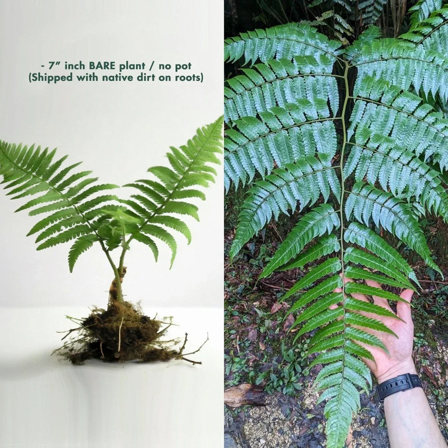 Rare Live 7" Cyathus borinquena Tree Fern - Exotic Tropical Indoor or Outdoor Plant for Unique Garden Decor