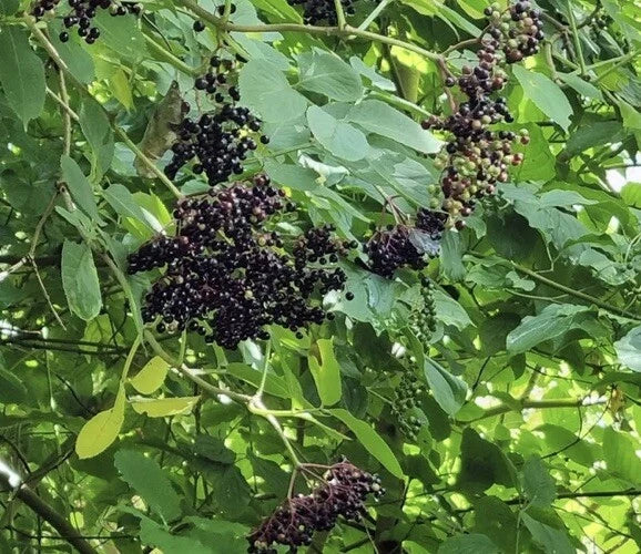 European Black Elderberry Seeds - 100 Pack for Planting - Sambucus nigra - Deciduous Tree for Gardens and Landscaping