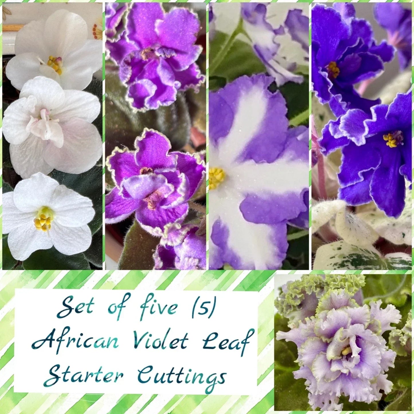 African Violet Leaf Cuttings Set of 5 – Indoor Plant Propagation, Gesneriaceae, Gardening Supplies
