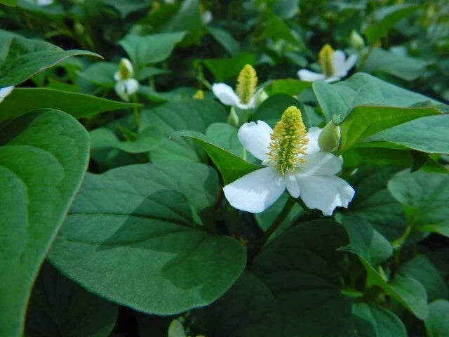 Chameleon Plant Lot of 10 - Houttuynia Cordata Fish Mint Edible Ground Cover Asian Herb