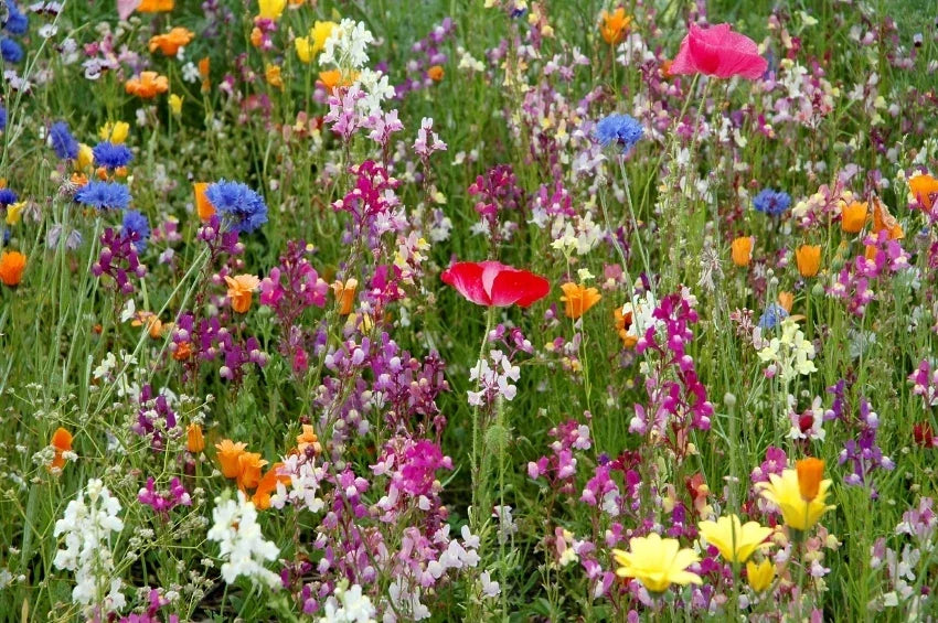 Dry Land Wildflower Seed Pack | Native Drought-Resistant Wildflower Seeds for Pollinator Gardens | Eco-Friendly, Non-GMO, Pesticide-Free
