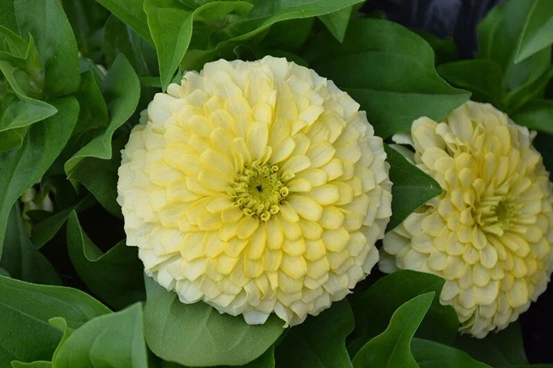 Zinnia Seeds Pack 100+ Magellan Ivory Zinnia elegans Garden Flower for Borders & Cut Flowers