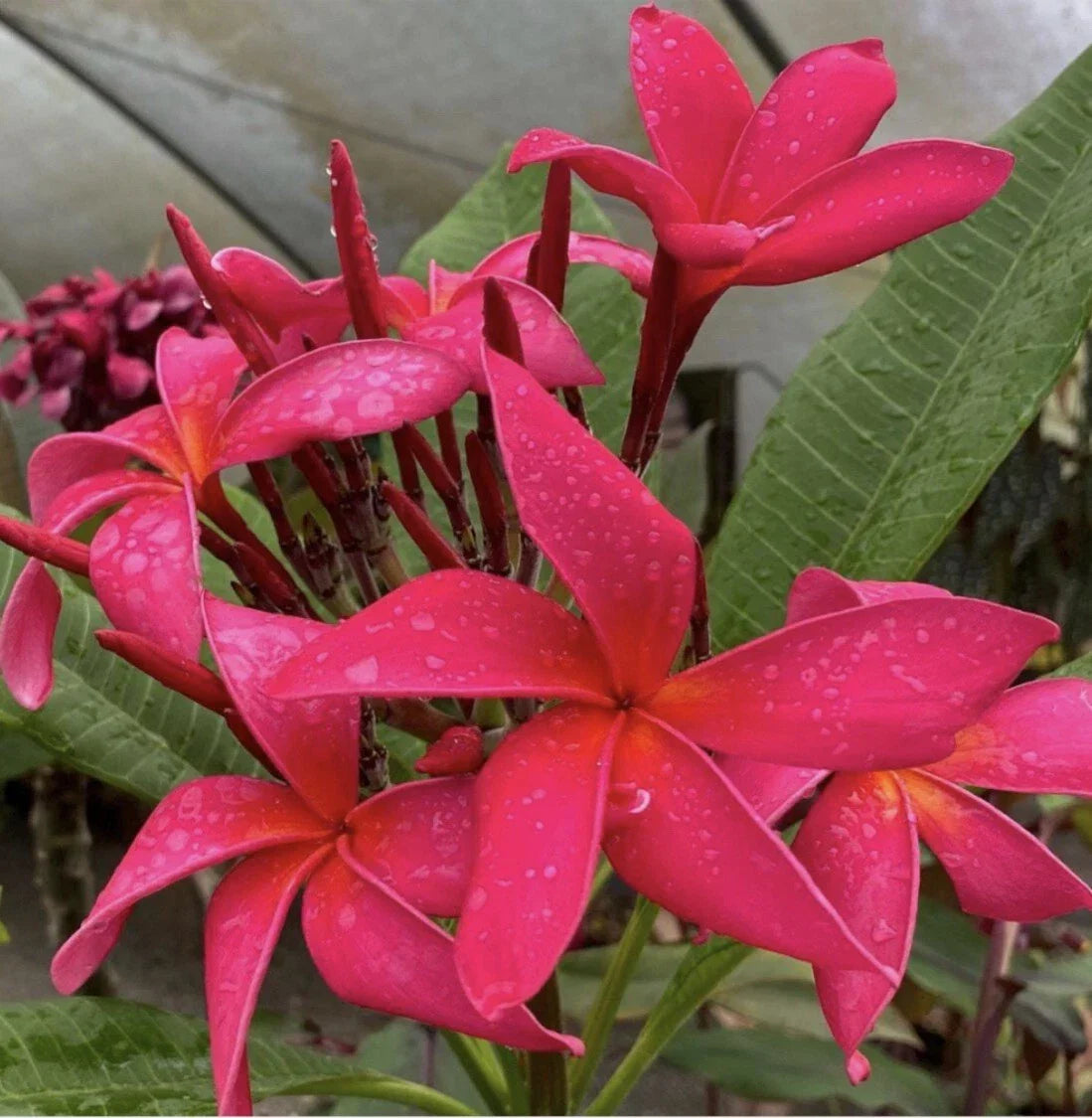 Rooted Plumeria Cutting - Fuchsia Queen - Plumeria rubra - Tropical Plant for Home Decor with 2 Tips