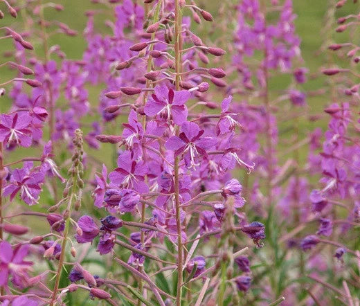 Fireweed Seeds Bulk 1,000 Epilobium angustifolium Wildflower for Gardening, Landscaping, Erosion Control
