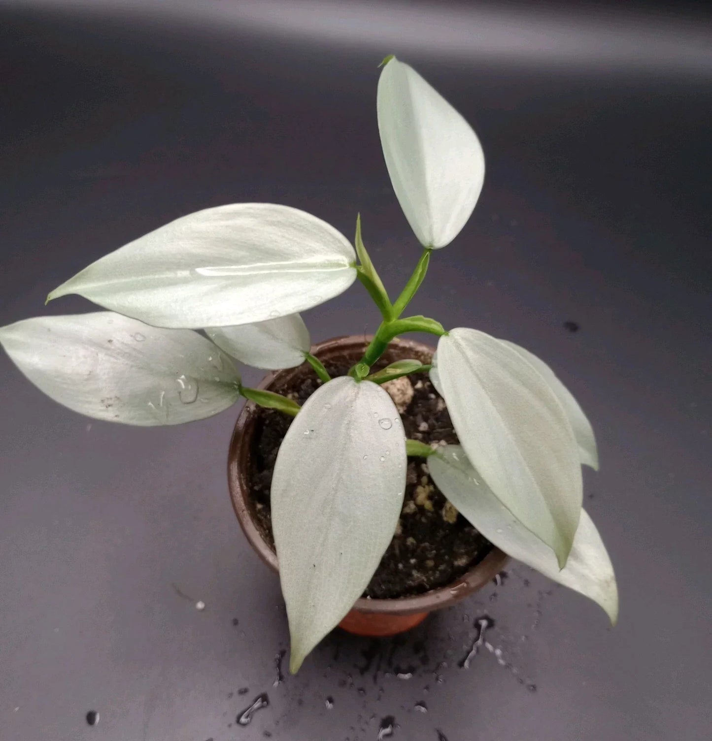 Philodendron Silver Sword Plant in 3.5" Pot | Rare Houseplant | Philodendron hastatum for Indoor Decor
