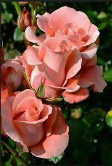 Salmon Rose Seeds - Perennial Bush Shrub for Garden, Borders, and Pots - Rosa spp.