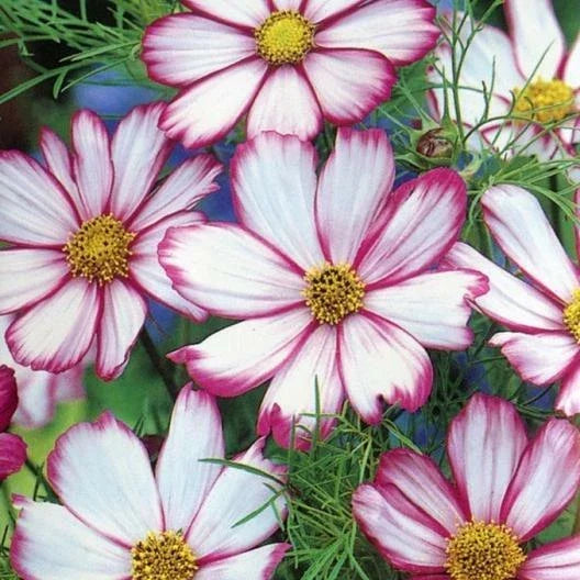 Cosmos Seeds - 150 Non-GMO Candy Striped Pink White Flowers for Cut Arrangements - Cosmos bipinnatus Annual Plant