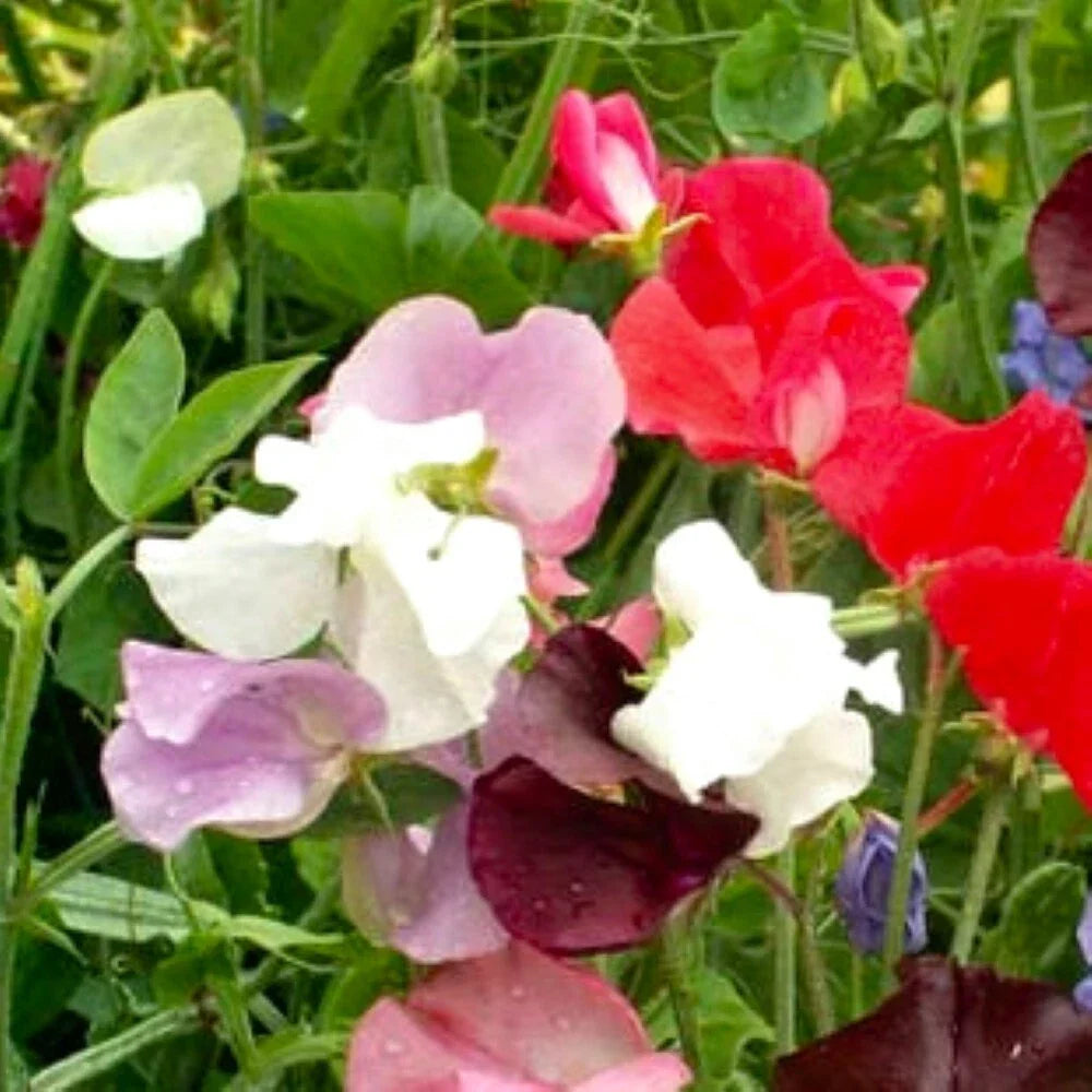 Royal Mix Sweet Pea Seeds | Non-GMO Heirloom Lathyrus odoratus Climbing Vine for Garden, Containers & Cut Flowers