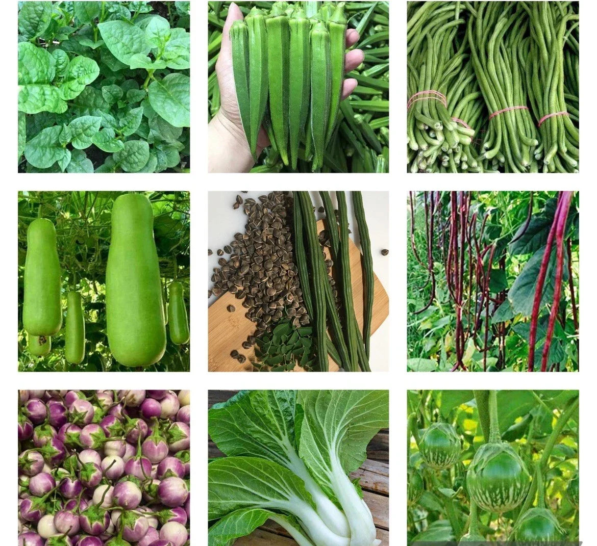 Non-GMO Heirloom Vegetable Seeds Bundle - 10 Varieties Organic Gardening Seeds for Home Gardeners