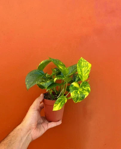 Hawaiian Pothos Starter Plant 4" Pot | Live Devil's Ivy Vine | Well Rooted | Epipremnum aureum | Indoor Air Purifier
