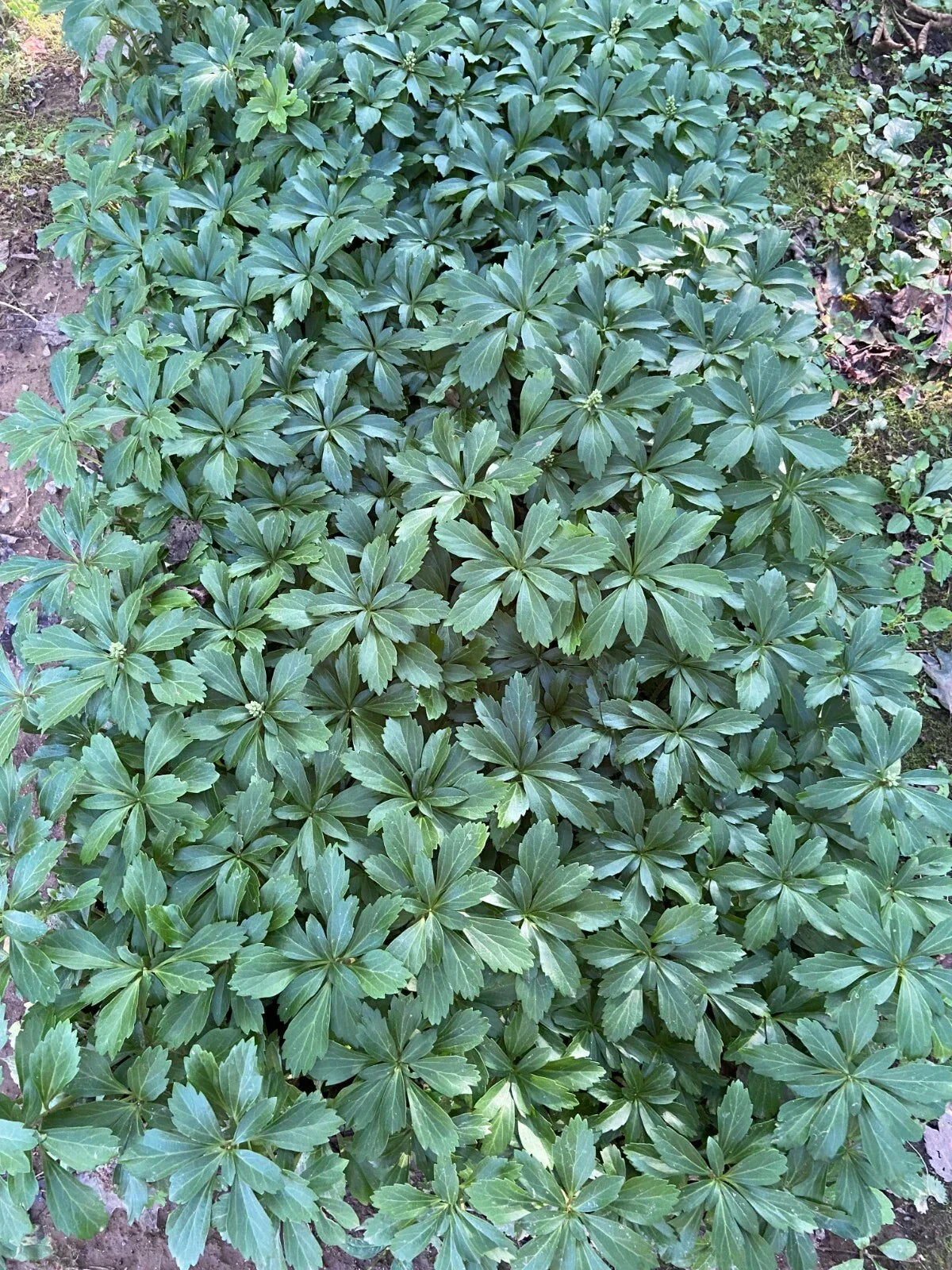 Pachysandra Ground Cover Plants - 100 Bare Root Perennials for Shade, Evergreen, Dense Mat, Pachysandra terminalis