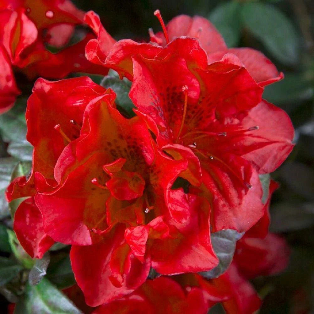 Encore Autumn Fire Azalea Starter Plant, Well Rooted, Deep Red Blooms, Rhododendron 'Autumn Fire' for Gardens & Containers