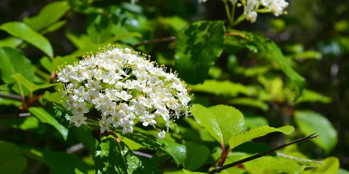 Black Haw Viburnum Shrub – Native Perennial, Wildlife Attracting, Hardy Landscaping Plant, Viburnum prunifolium