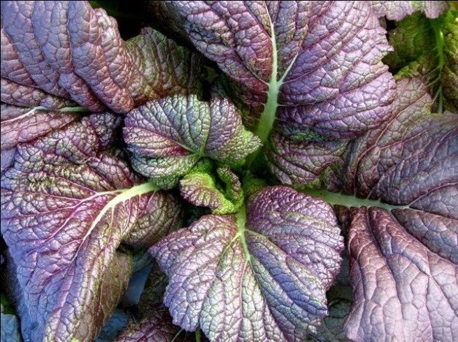 Red Giant Mustard Seeds - 20K Heirloom Spicy Greens for Salads, Brassica juncea, Chinese Variety