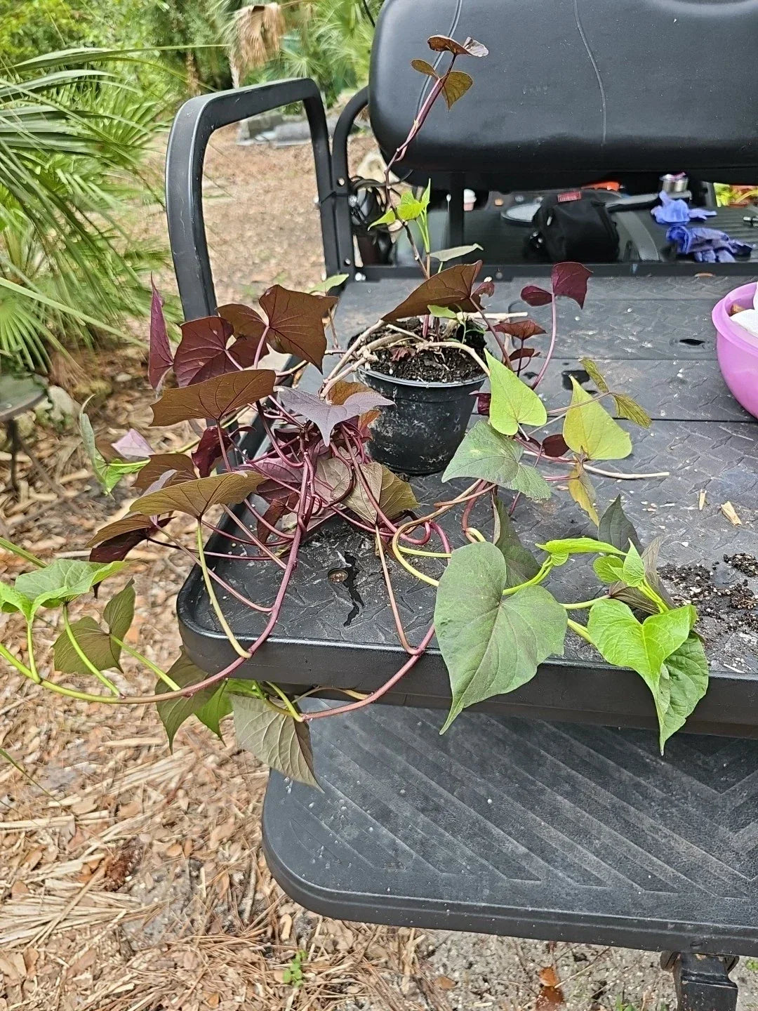 Large Heirloom Sweet Potato Live Plant 'Blackie' Vine, Ipomoea batatas, Perfect for Gardens and Containers