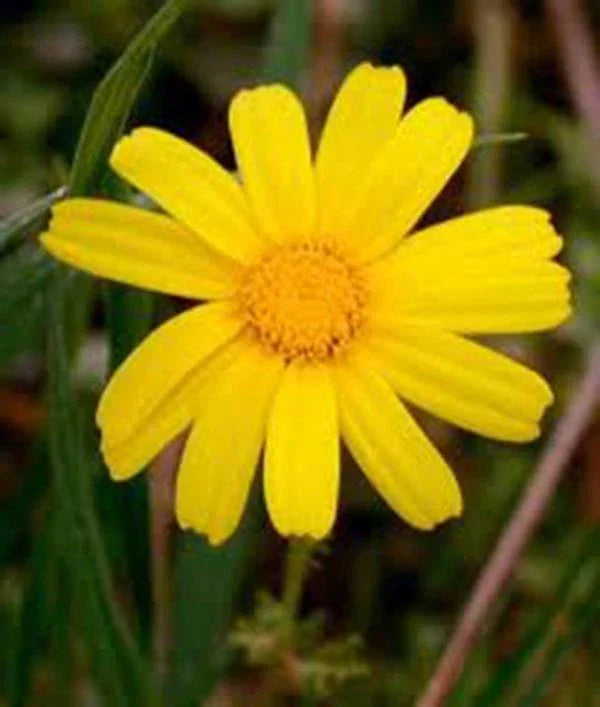 Garland Chrysanthemum Seeds 500 Count Golden Yellow Blooms Non-GMO Chrysanthemum morifolium for Garden Beds Borders Containers