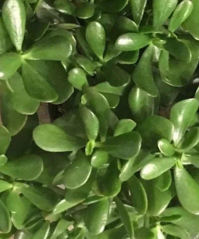 Live Jade Plant Cuttings - 4-6 Inch Succulent, Drought-Resistant Crassula ovata for Indoor Gardening & Propagation