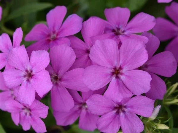Gisele Purple Phlox Seeds - 100+ Count, Perennial, Vibrant Purple Flowers, Phlox paniculata, Garden Border & Flower Bed Planting