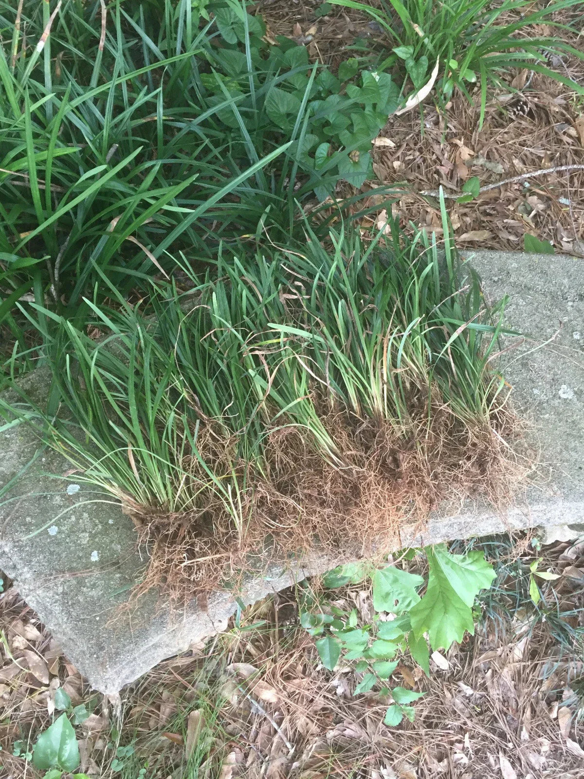 50 Bare Root Monkey Grass Plants – Evergreen Border Plants Liriope muscari – Ground Cover, Shipped with Roots