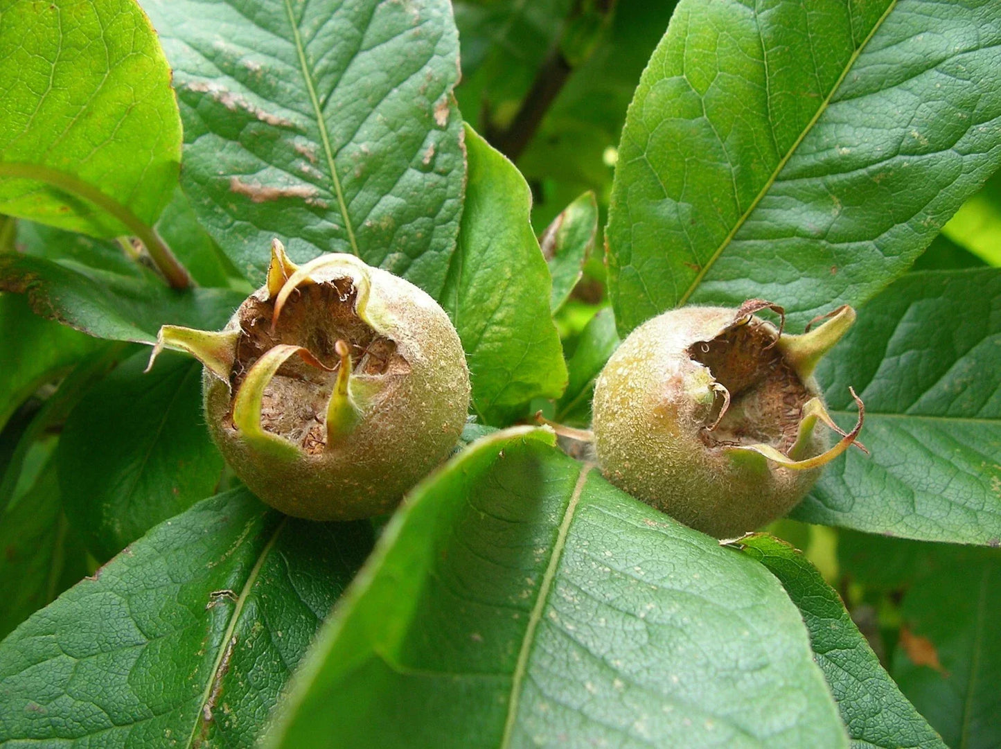 Showy Mespilus Seeds, 10 Count, Edible Medlar Fruit, Mespilus germanica, Ornamental Tree for Garden and Landscape