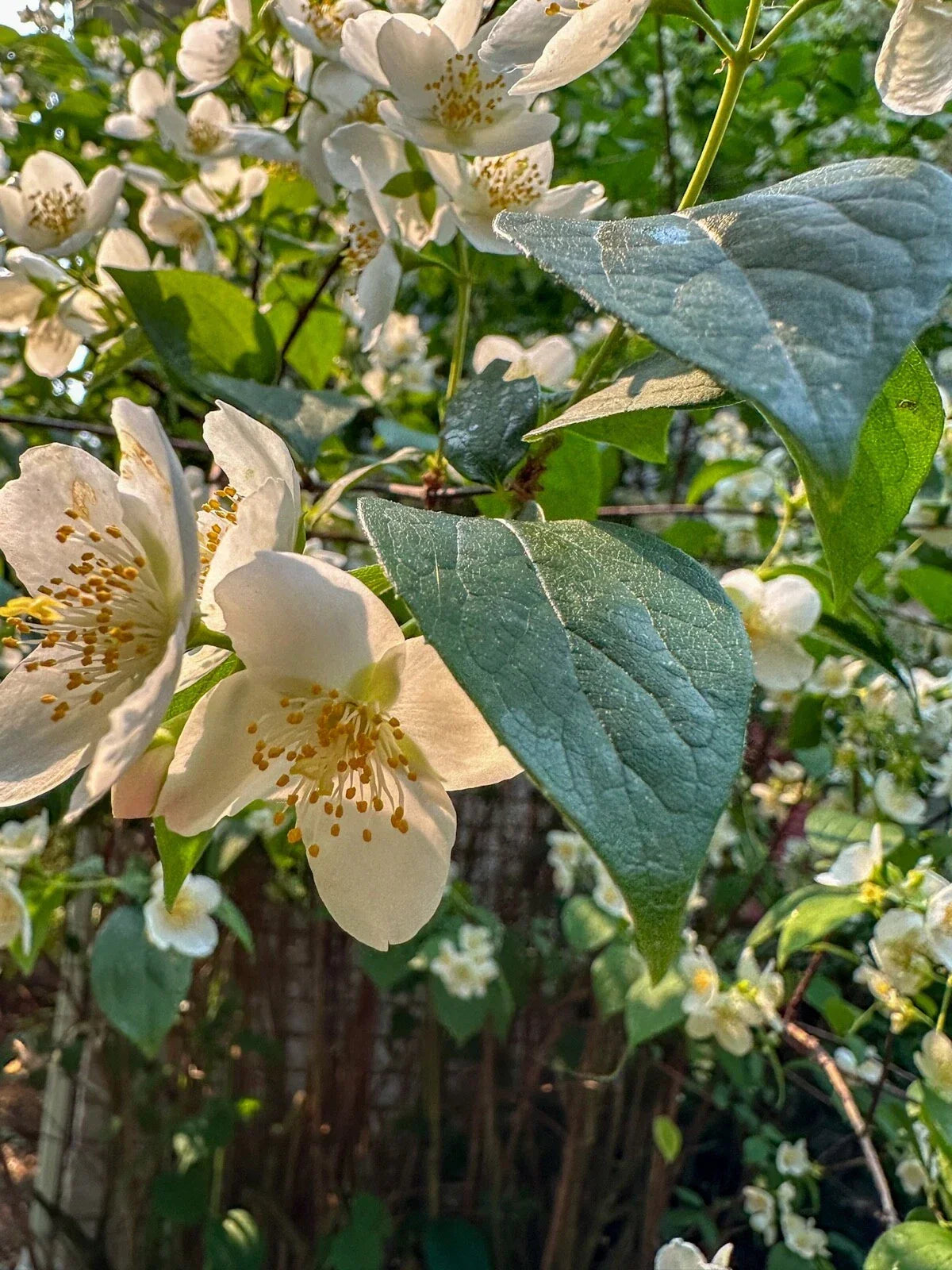 Philadelphus Coronarius Cuttings | 10 Rooted | Sweet Mock Orange | English Dogwood | Fragrant White Blooms