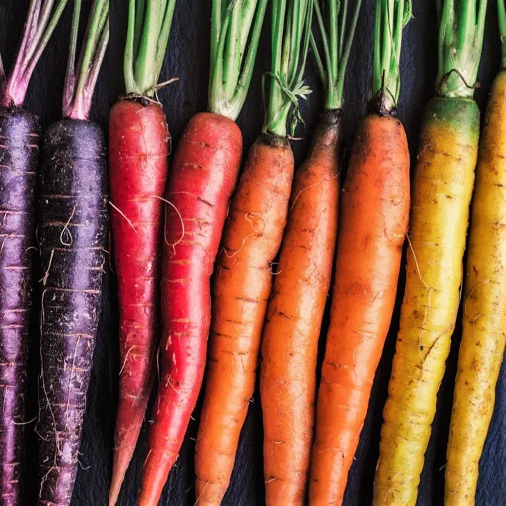 Rainbow Mix Carrot Seeds 500+ Count - Purple, Red, Yellow Varieties - Daucus carota, Heirloom, Non-GMO Seed Packet