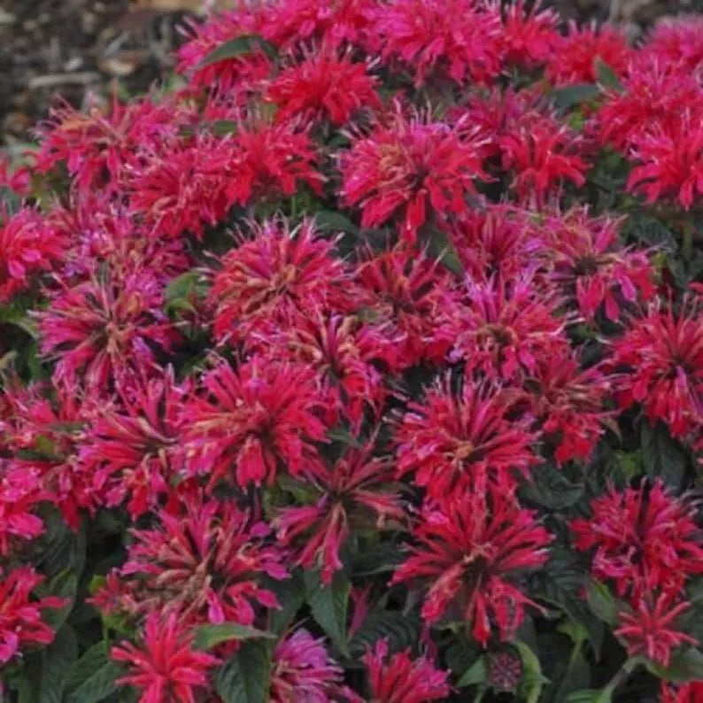 Cherry Pops Bee Balm Seeds, Monarda didyma, Hummingbird & Butterfly Attracting Perennial Flower, 100 Seeds