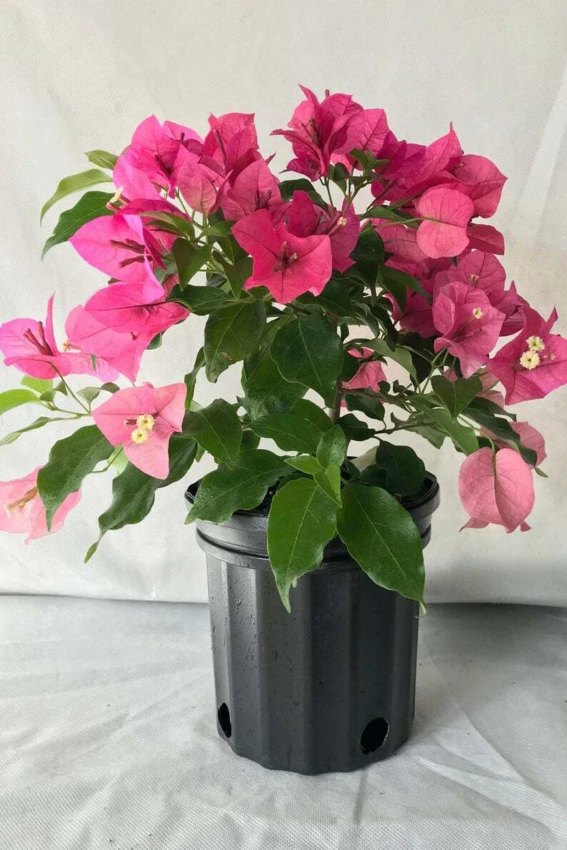 Bougainvillea Starter Plant - Rijnstar Pink Live Plug - Well Rooted Garden Plant - USA Seller