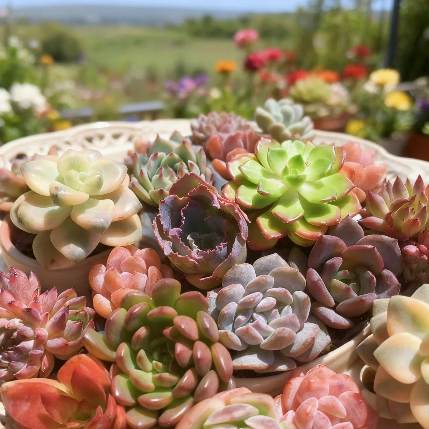 Assorted Succulent Plants Live Mix 6 Pcs Bare Root Collection for Home Decor & DIY Projects, Echeveria, Aloe, Sedum