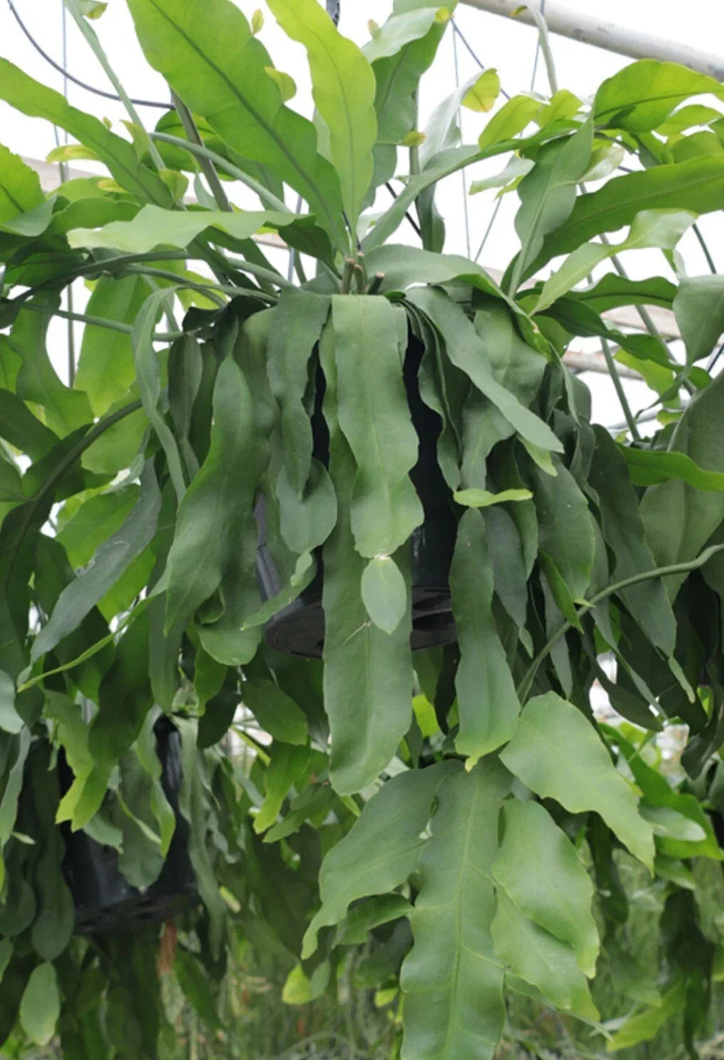 Rare Epiphyllum Crenatum Beavertail Succulent Cuttings – Unique 6-8" Indoor/Outdoor Cactus Propagation