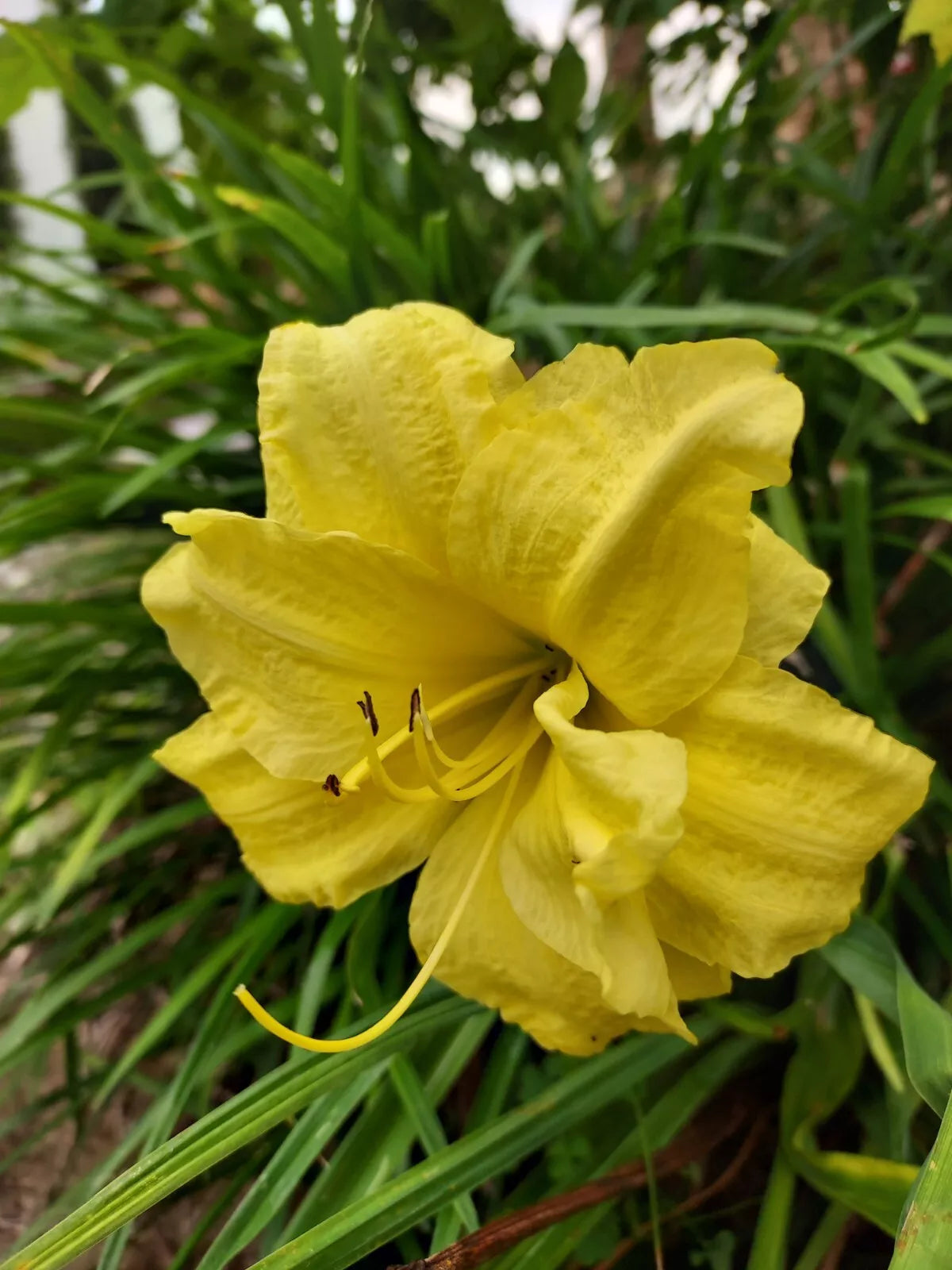 Buttercup Yellow Double Bloom Daylily Plants - Cold Hardy Perennial Hemerocallis 'Buttercup Yellow' for Zones 3-9
