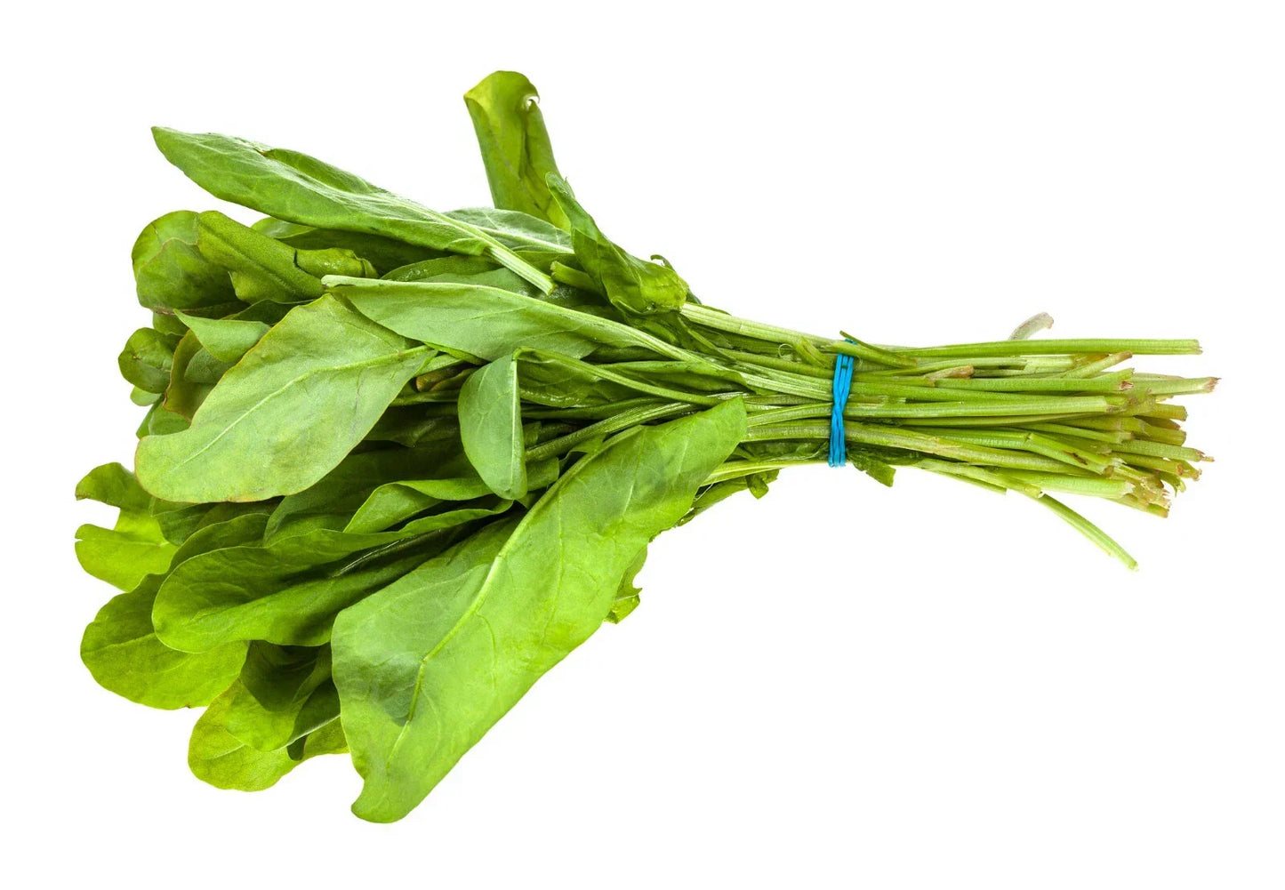 Broad Leaf Sorrel Seeds 1000+ Non-GMO Heirloom Herb Rumex acetosa for Culinary Garden, Gourmet Salads & Soups