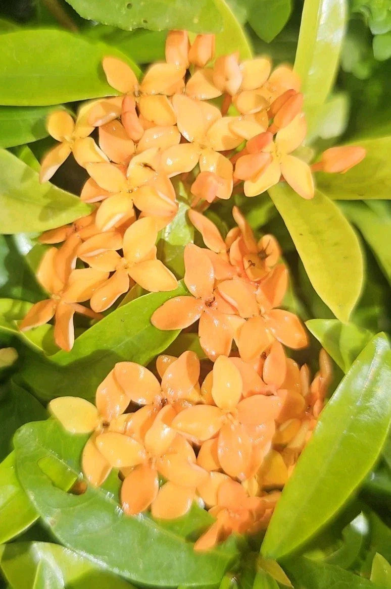 Dwarf Ixora Live Plant - Orange Variety - Well Rooted Starter - Ixora taiwanensis - 2 Pack