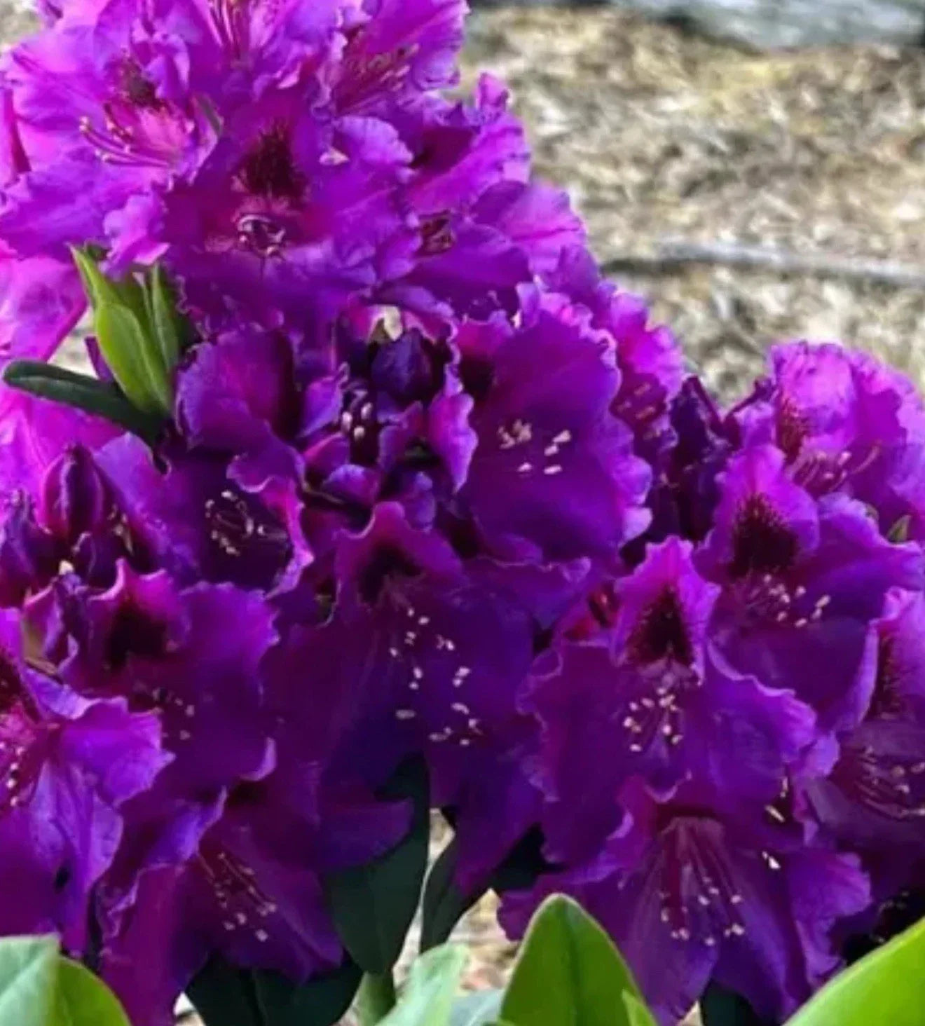 Rhododendron Starter Plant - Florence Parks - Rare Pink & White Deciduous Shrub - Garden, Border, Container Plant