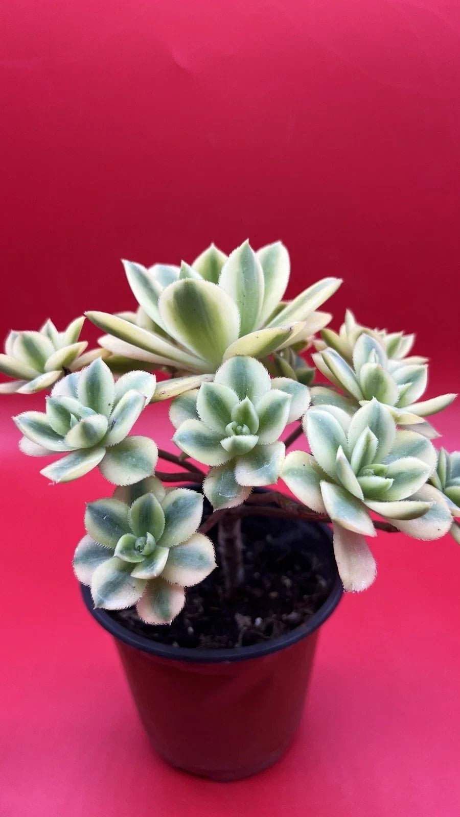 Aeonium Floresens Succulent Plant - Fully Rooted Green Variety - Drought-Tolerant Indoor Houseplant - Easy Care Gardening