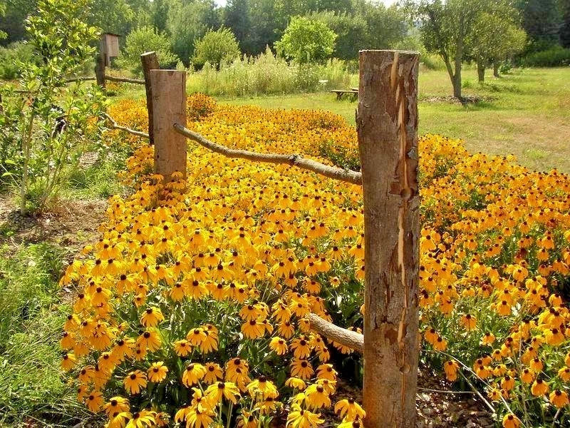 Black Eyed Susan Flower Seeds - 1 oz Perennial Wildflower Rudbeckia hirta Drought & Heat Resistant Native Plant